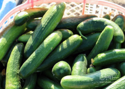 فروش خیار سبز