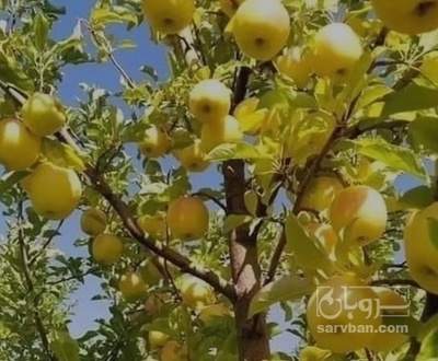 فروش سیب زرد