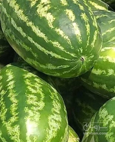 فروش هندوانه بیضی