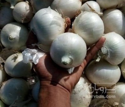 فروش پیاز سفید صادراتی