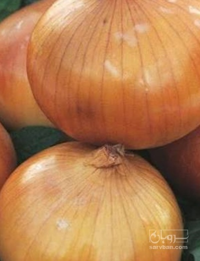 فروش پیاز زرد