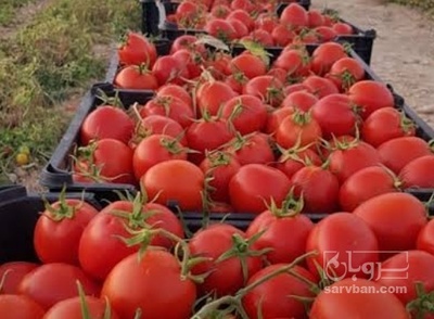 فروش گوجه فرنگی 8320