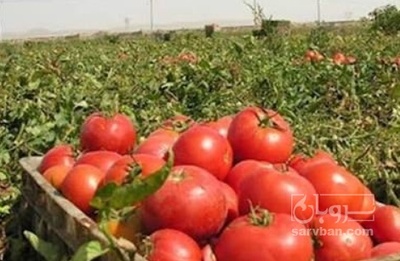 فروش گوجه فرنگی بروبیو