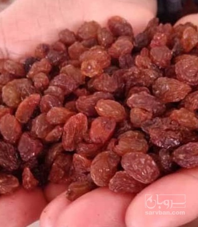 فروش کشمش خرمایی