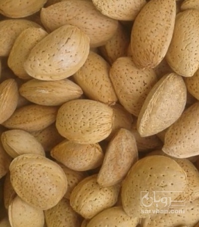 فروش بادام درختی سنگی