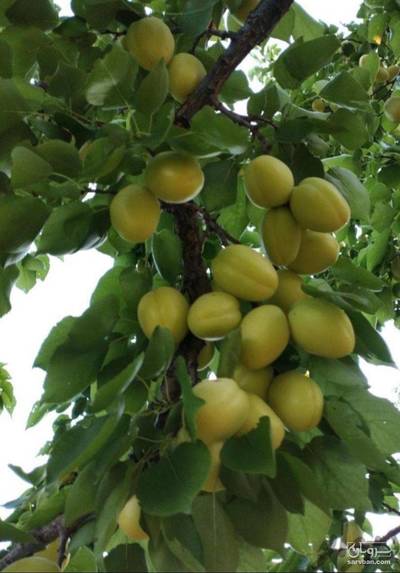 فروش زردآلو