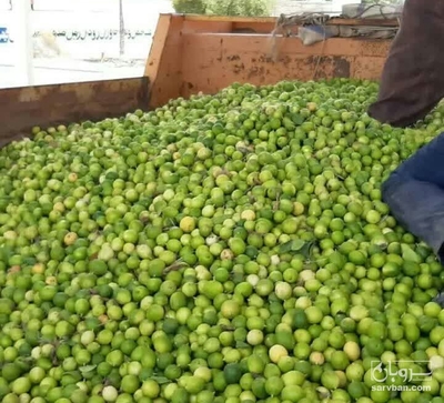 فروش لیموترش ابگیری