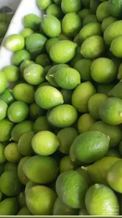 فروش لیموترش صادراتی