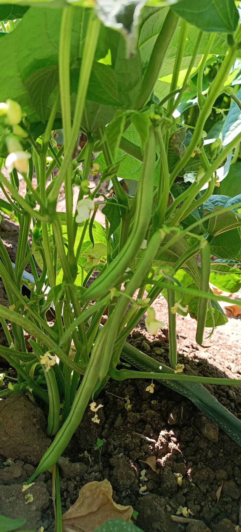 فروش لوبیا سبز