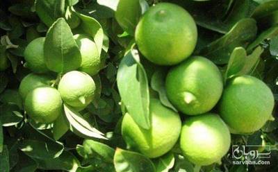 فروش لیموترش