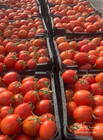 فروش گوجه فرنگی