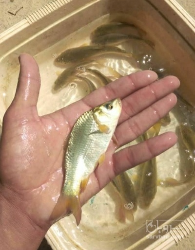 فروش  بچه ماهی بیگ هد