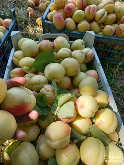 فروش زردآلو