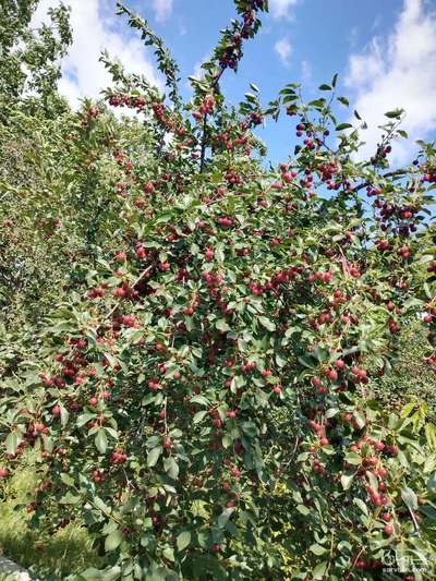 فروش آلبالو رسمی