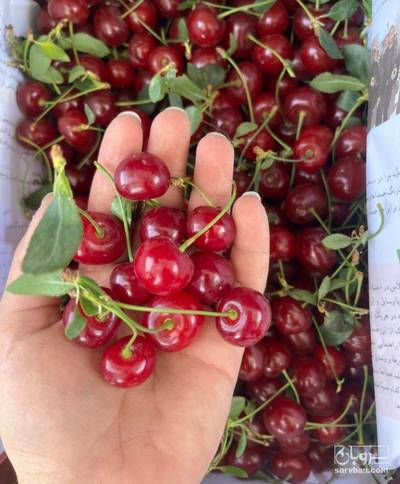 فروش آلبالو