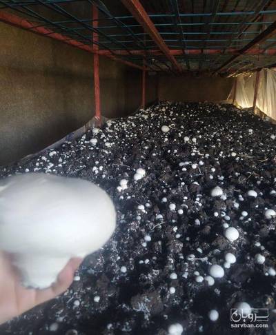 فروش قارچ دکمه ای