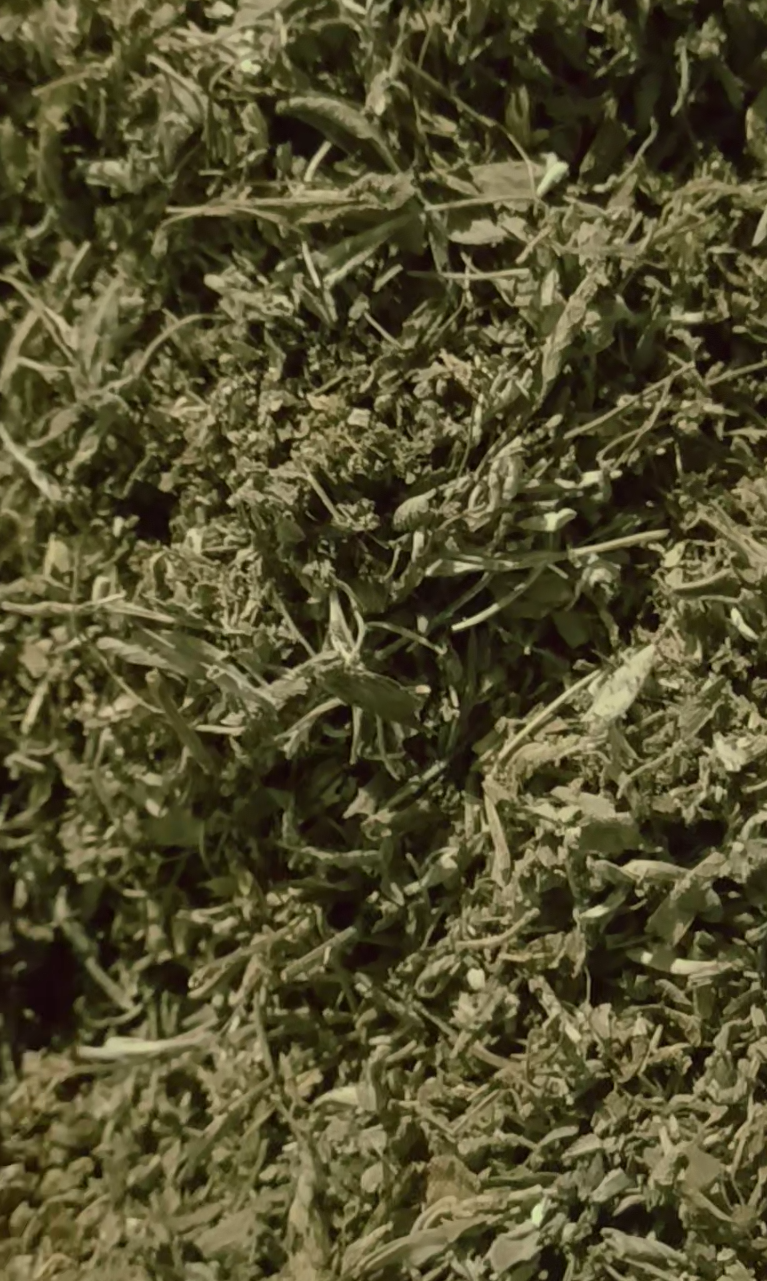 فروش مریم گلی