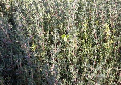 فروش آویشن باغی