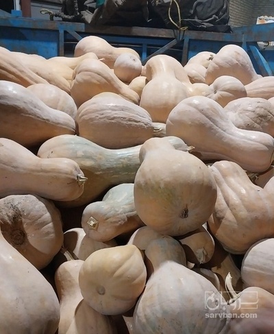 فروش کدو حلوایی