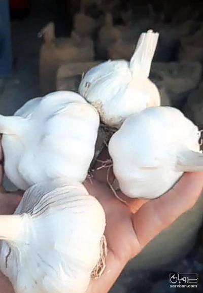 فروش سیر خشک -