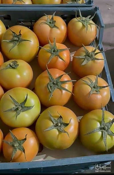 فروش گوجه فرنگی