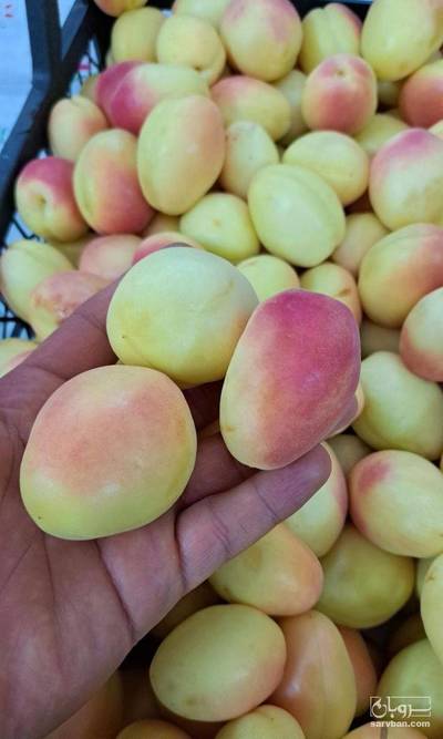 فروش زردآلو