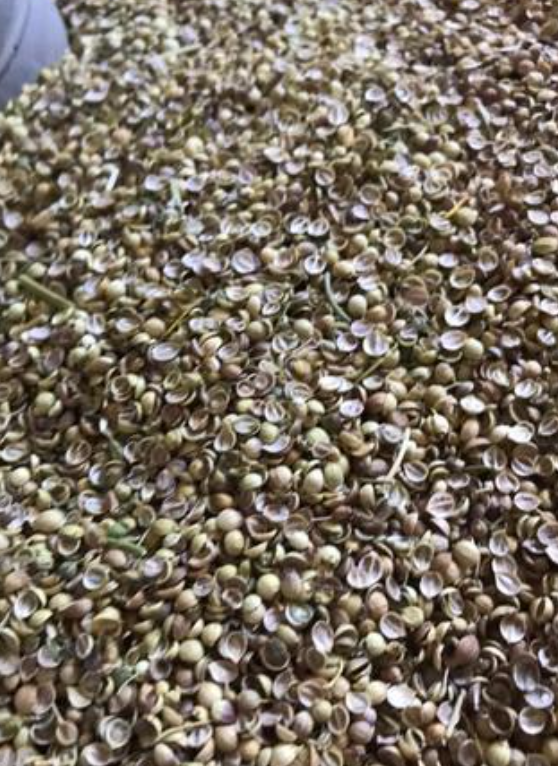 فروش تخم گشنیز