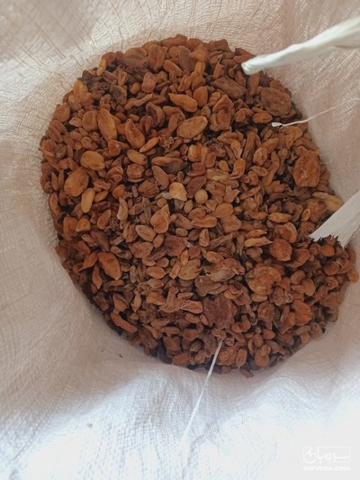 فروش ثعلب قلوه ایی