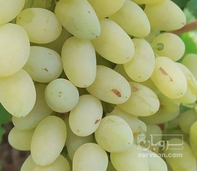 فروش انگور مهدی خانی