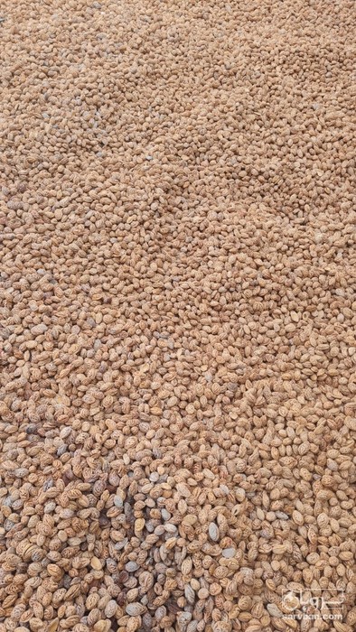 فروش هسته هلو