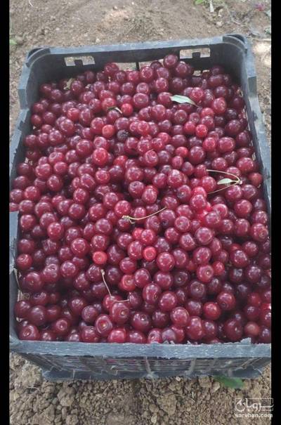 فروش آلبالو