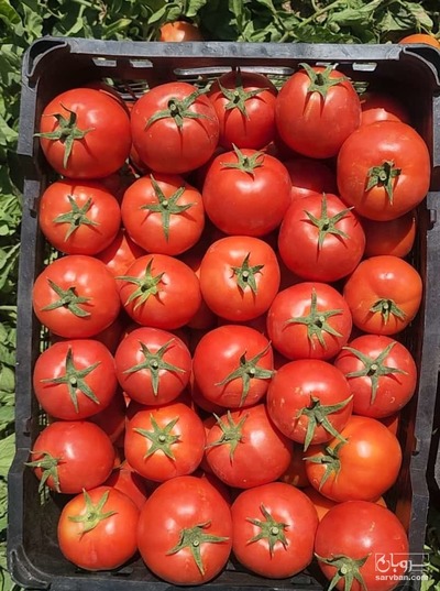 فروش گوجه فرنگی