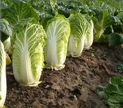 فروش کاهو سفید