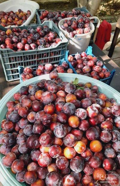 فروش آلو شابلون