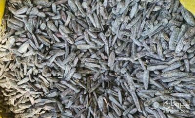 فروش تخمه آفتابگردان بود داده