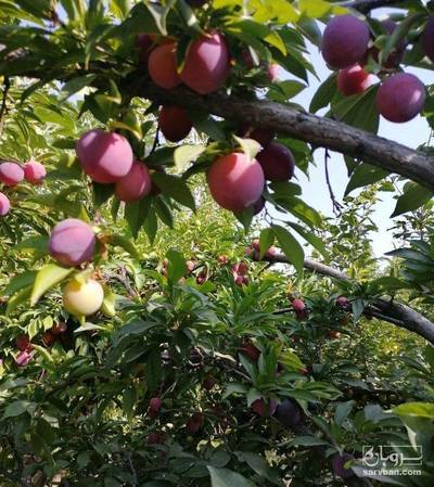 فروش آلو شابلون