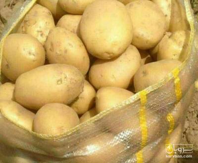 فروش سیب زمینی