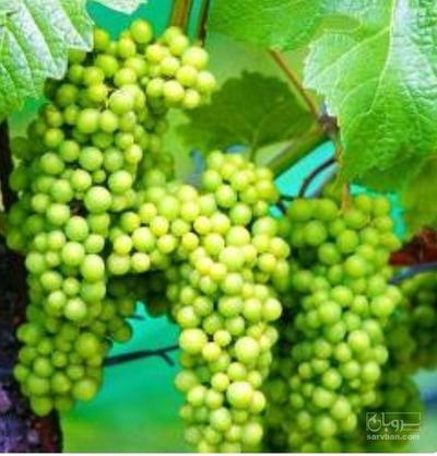 فروش غوره