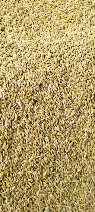 فروش جو پر مغز رقم ویلما