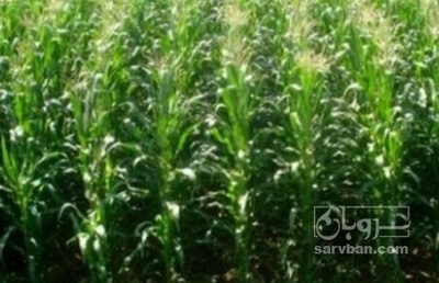 فروش چاپر ذرت - سیلاژ ذرت