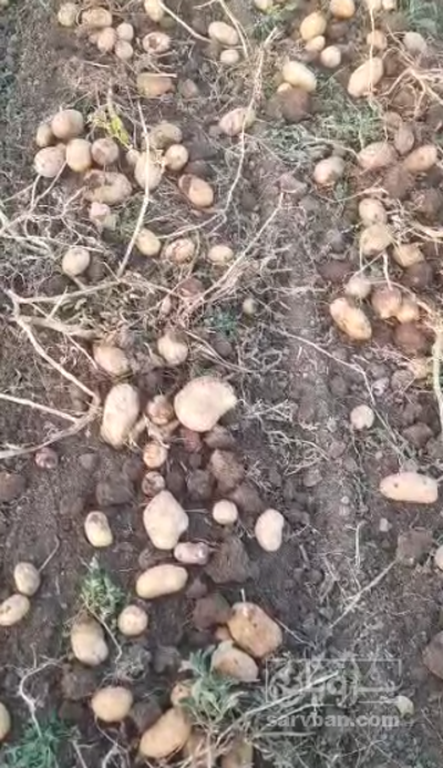 فروش سیب زمینی