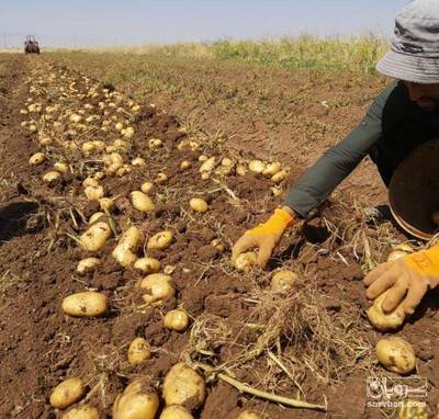 فروش سیب زمینی