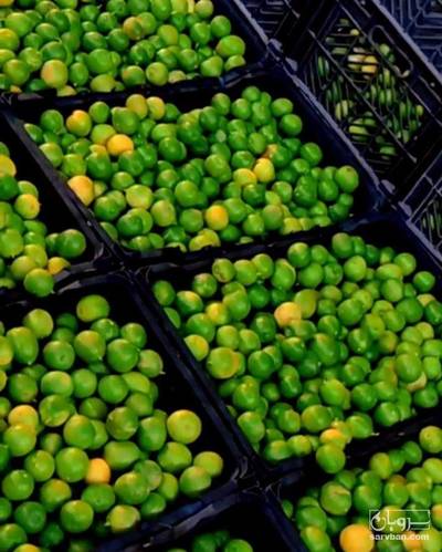 فروش لیموترش