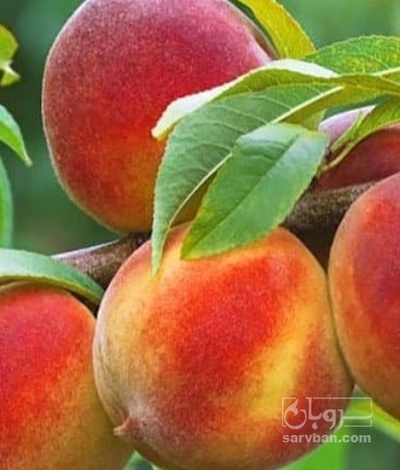 فروش هلو الو