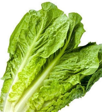 فروش کاهو ایرانی - رومانو