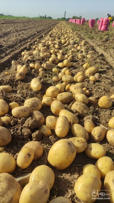فروش سیب زمینی