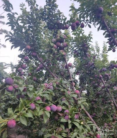 فروش آلو شابلون