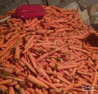 فروش هویج