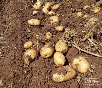 فروش سیب زمینی