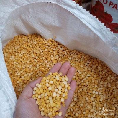 فروش نخود کفتری - لپه